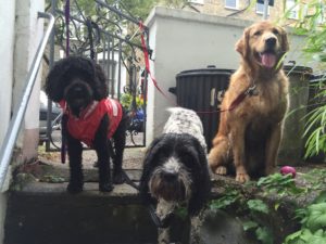Group Dog Walk Highbury